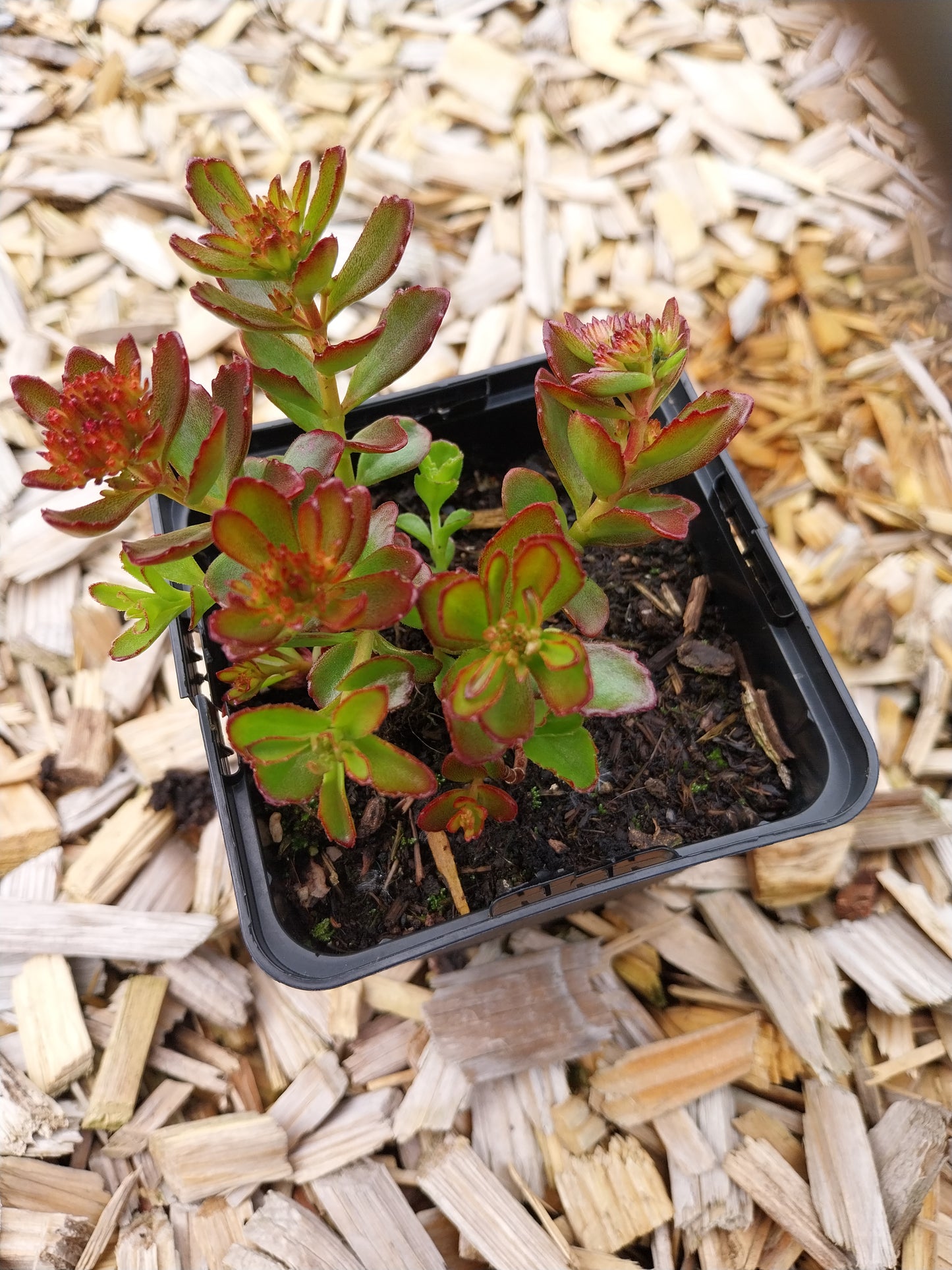 Sedum spurium 'Schorbuser Blut' Teppich-Fettblatt