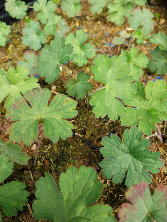 Geranium wallichianum  'Buxton's Variety' Nepal-Storchenschnabel