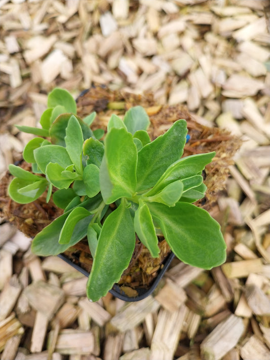 Sedum telephium 'Emperor's Waves' Fettblatt, Fetthenne