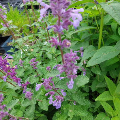 Nepeta racemosa 'Grog' Traubige Katzenminze