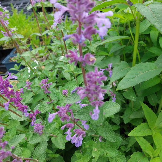 Nepeta racemosa 'Grog' Traubige Katzenminze