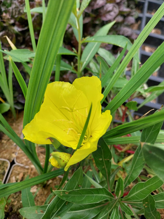 Oenothera macrocarpa Missouri-Nachtkerze