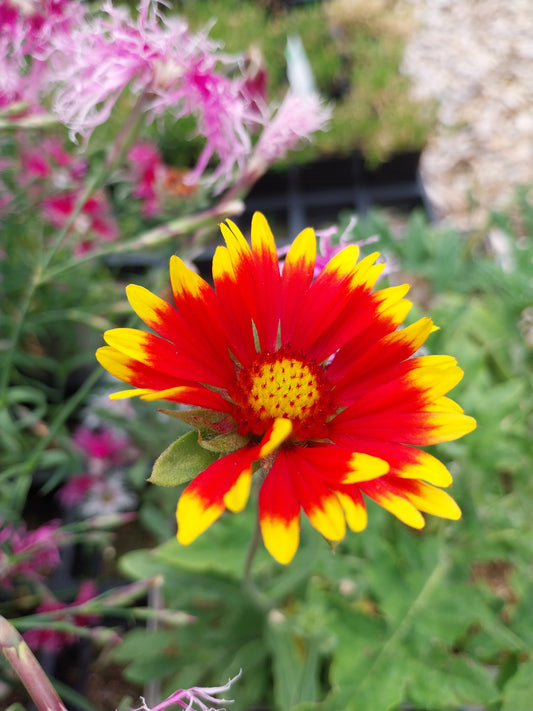 Gaillardia aristata Prärie-Kokardenblume