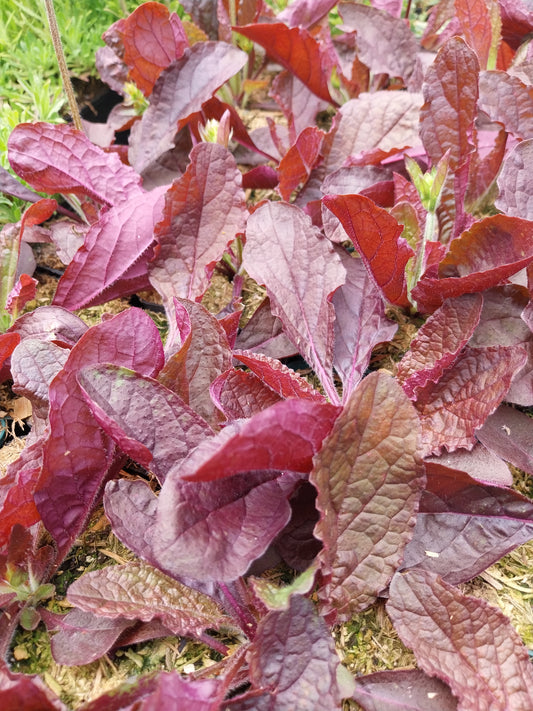Salvia lyrata 'Purple Knockout' Gefiederter Salbei