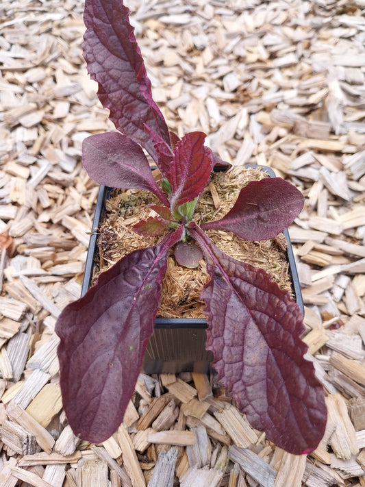 Salvia lyrata 'Purple Knockout' Gefiederter Salbei