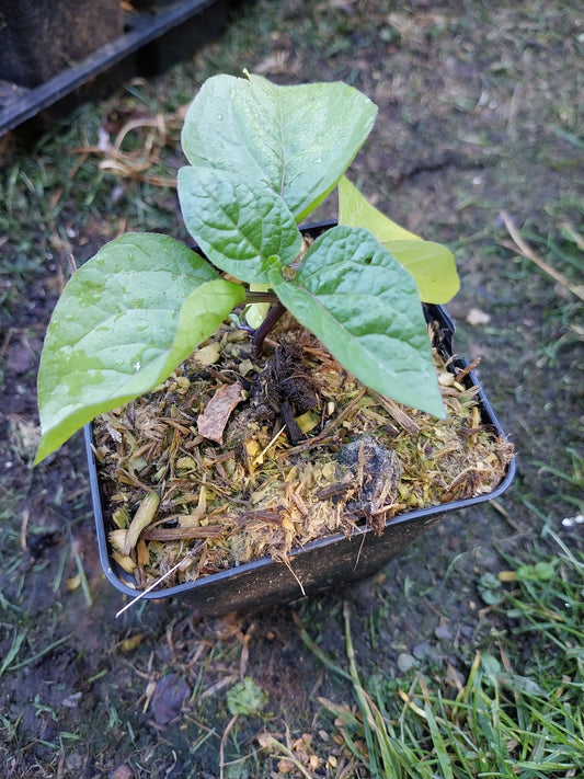 Physalis alkekengi var. franchetii 'Zwerg' Zwerg-Blasenkirsche
