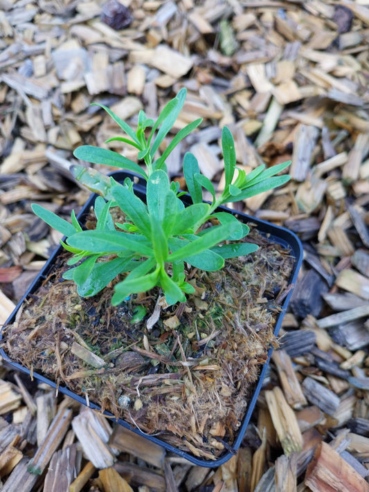 Iberis sempervirens  'Schneeflocke' Schleifenblume