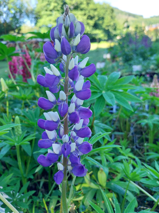 Lupinus polyphyllus 'Kastellan' Lupine