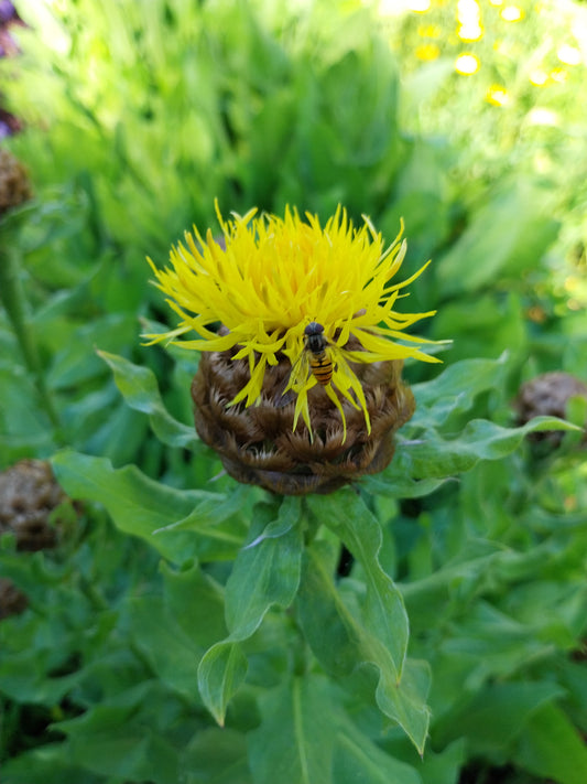 Centaurea macrocephala Riesen-Flockenblume