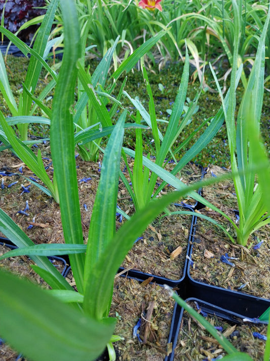 Liatris spicata Ährige Prachtscharte