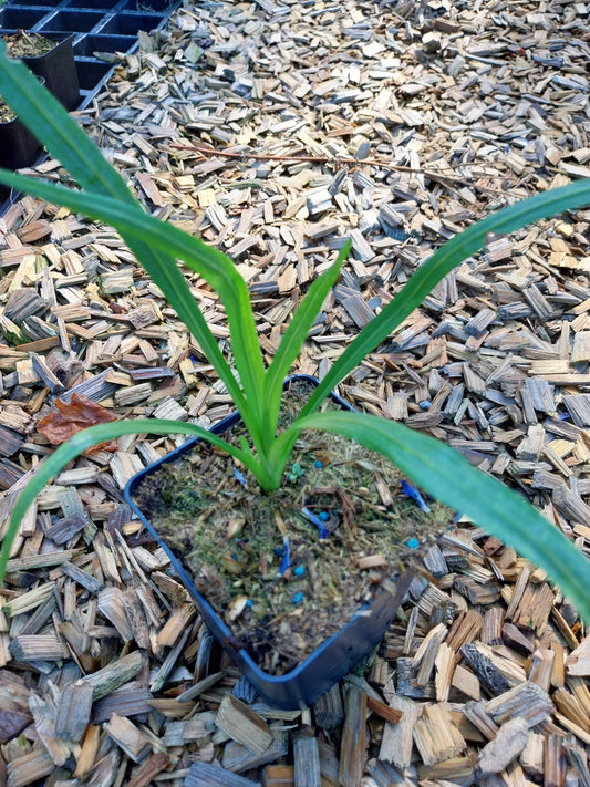 Liatris spicata Ährige Prachtscharte