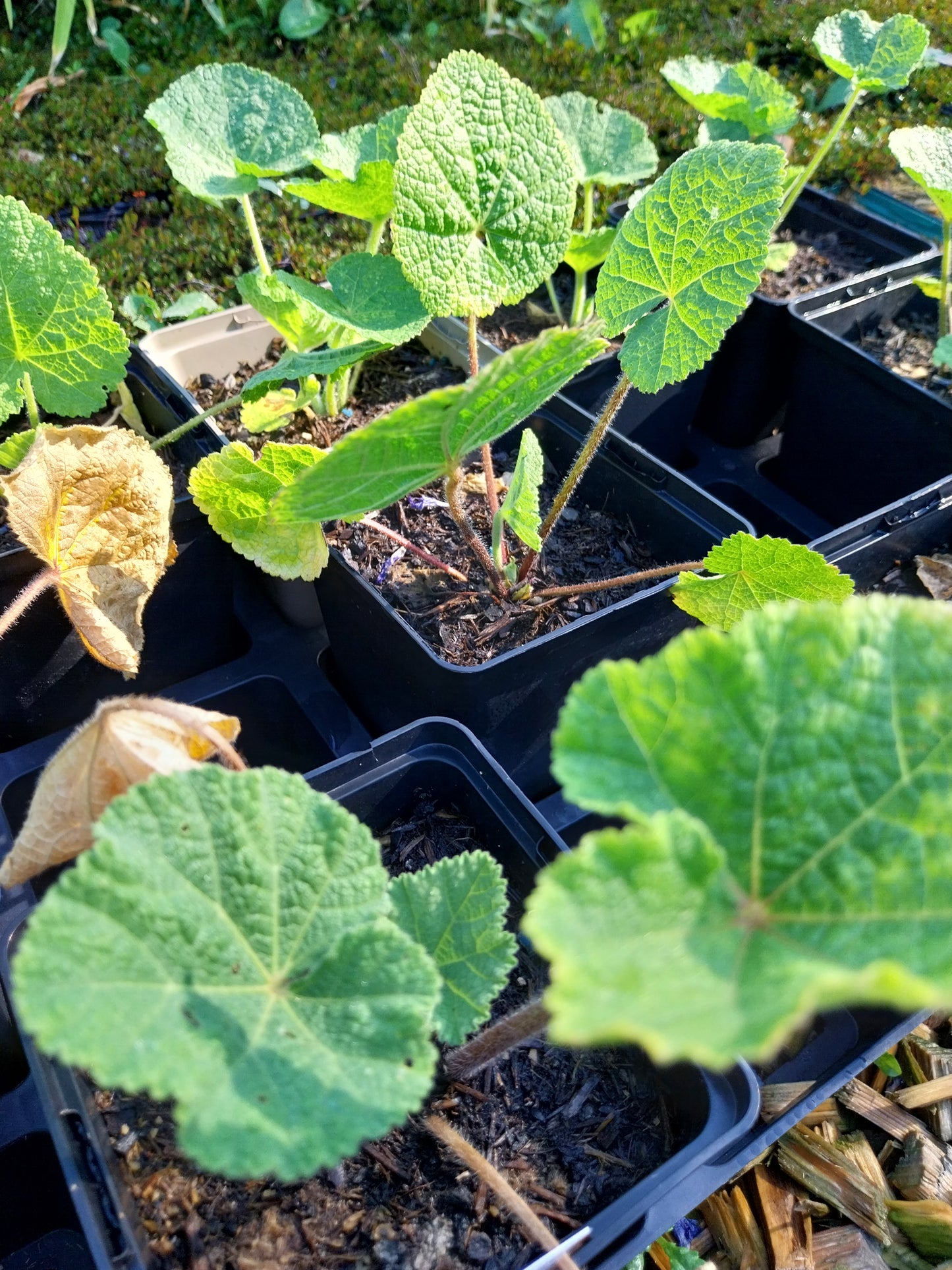 Alcea rosea Stockrose, Stockmalve