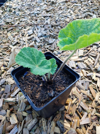 Alcea rosea Stockrose, Stockmalve