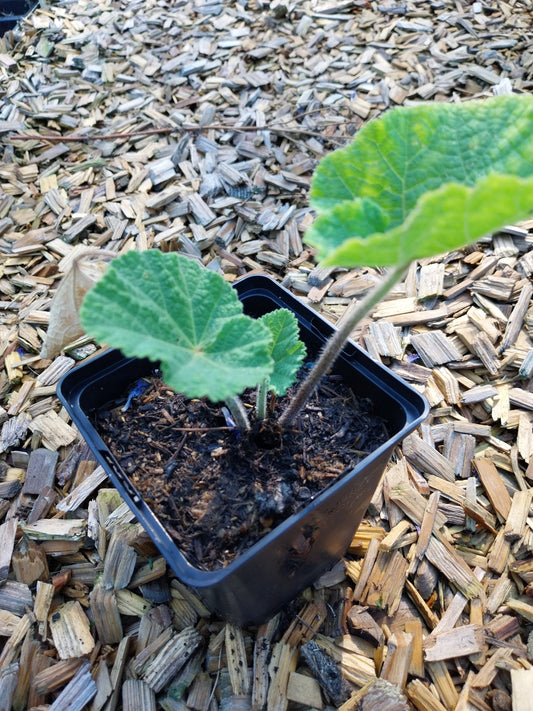 Alcea rosea Stockrose, Stockmalve