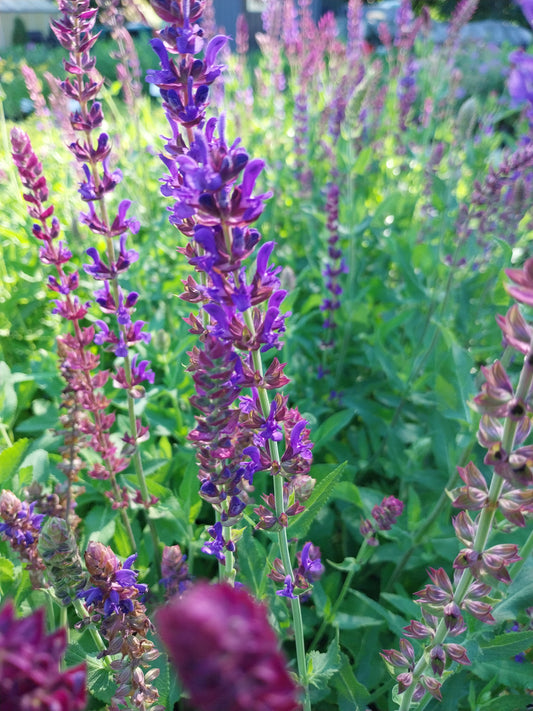 Salvia nemorosa 'Violettkönigin' Steppensalbei