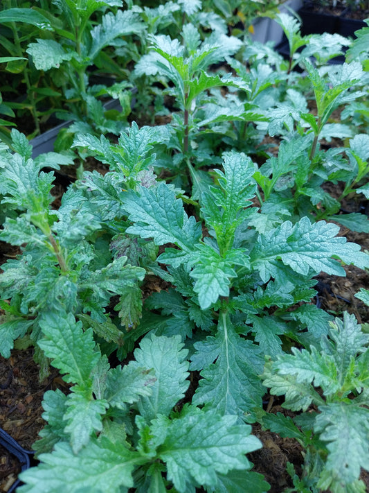 Verbena officinalis Echtes Eisenkraut