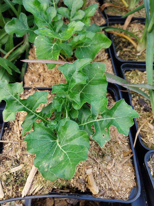 Acanthus mollis Weiche Bärentatze