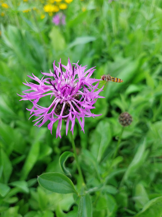 Centaurea scabiosa Skabiosen-Flockenblume