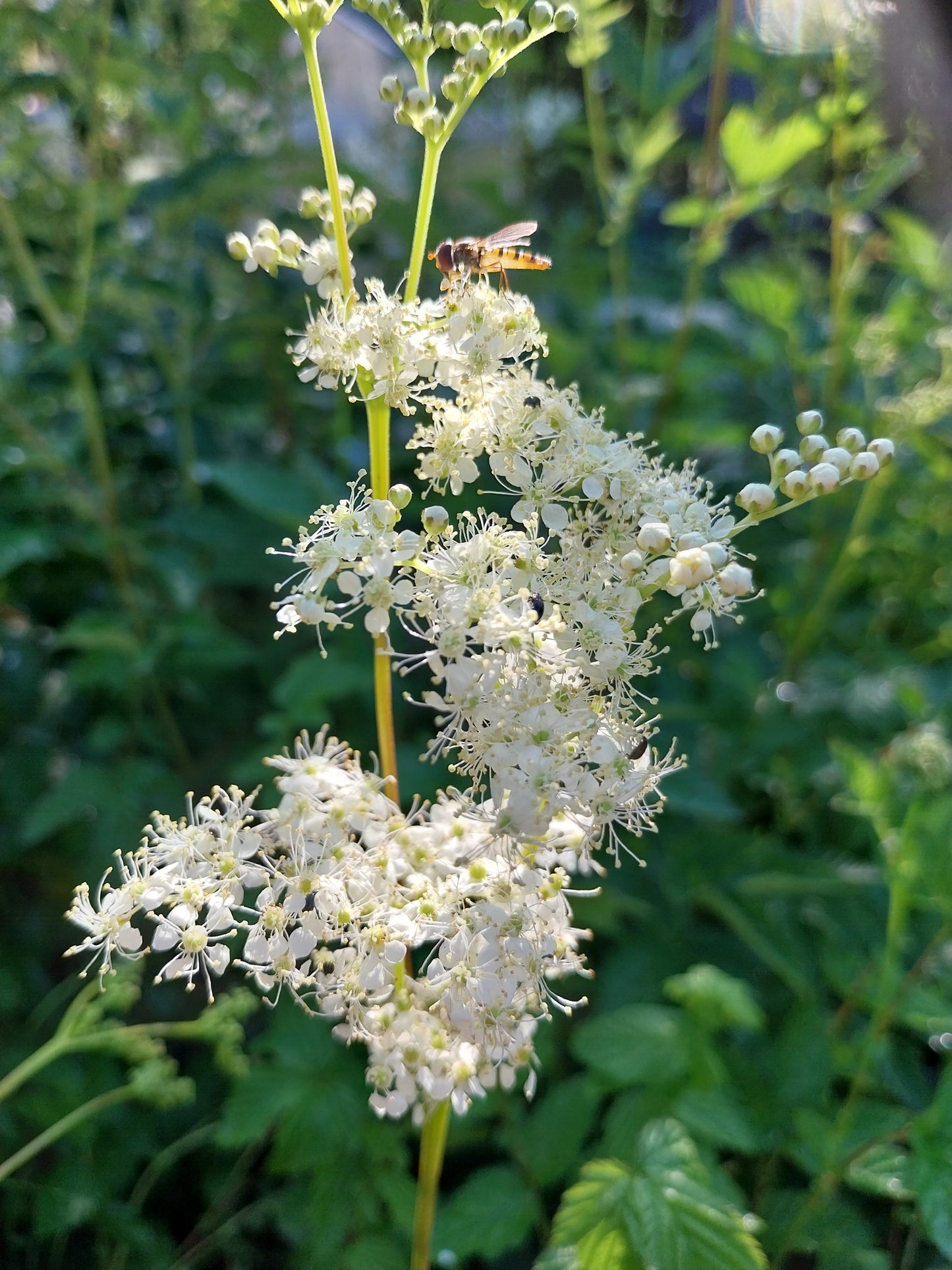 Filipendula ulmaria Sumpf-Mädesüß