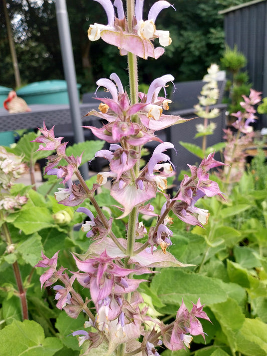 Salvia sclarea Muskateller-Salbei