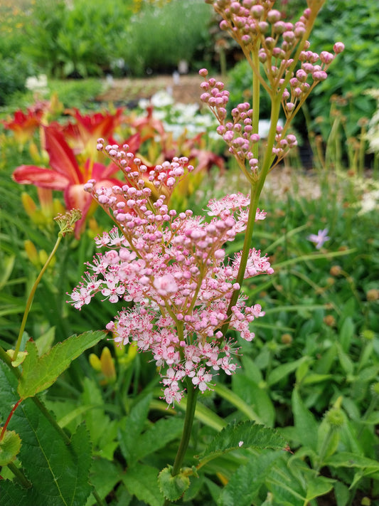 Filipendula rubra 'Venusta' Mädesüß