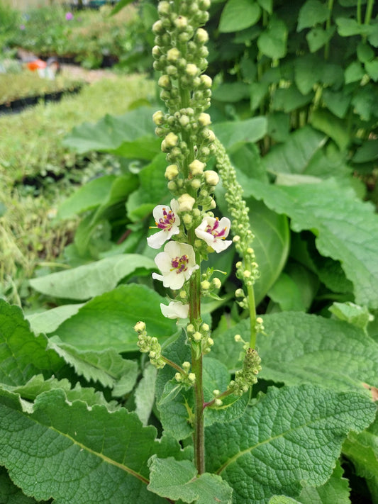 Verbascum nigrum 'Album' Weißblühende Königskerze