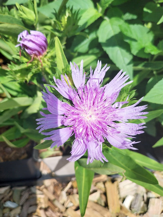 Stokesia laevis 'Blue Star' Kornblumenaster