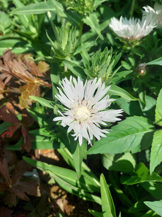 Stokesia laevis 'Träumerei' Kornblumenaster