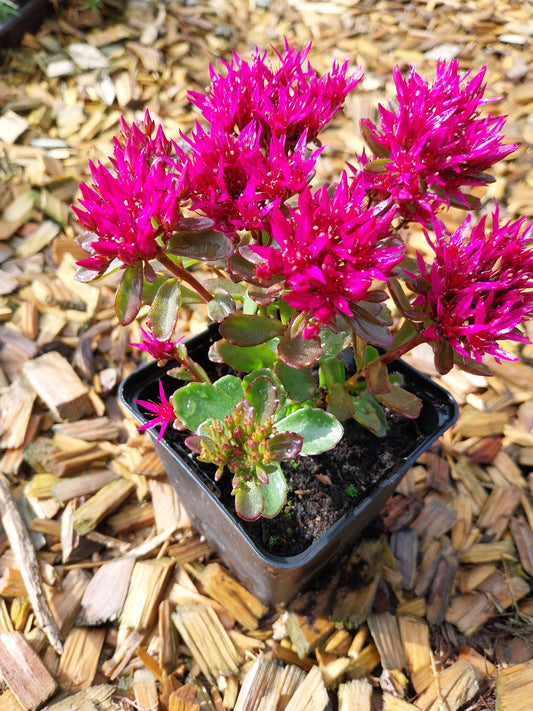 Sedum spurium 'Schorbuser Blut' Teppich-Fettblatt