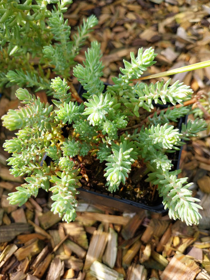 Sedum reflexum 'Elegans' Nickendes Fettblatt