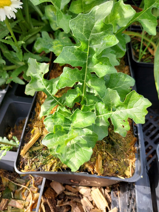 Acanthus mollis Weiche Bärentatze