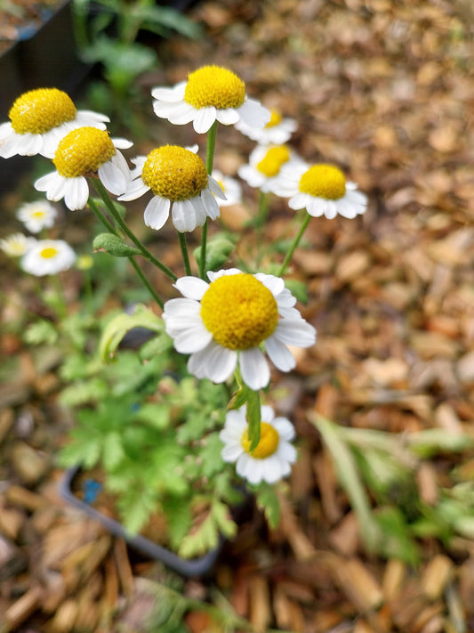 Tanacetum parthenium Mutterkraut