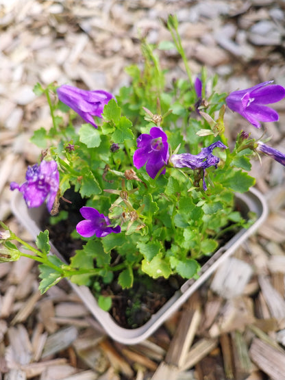 Campanula poscharskyana Hängepolster-Glockenblume