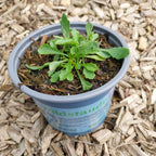 Leucanthemum ircutianum