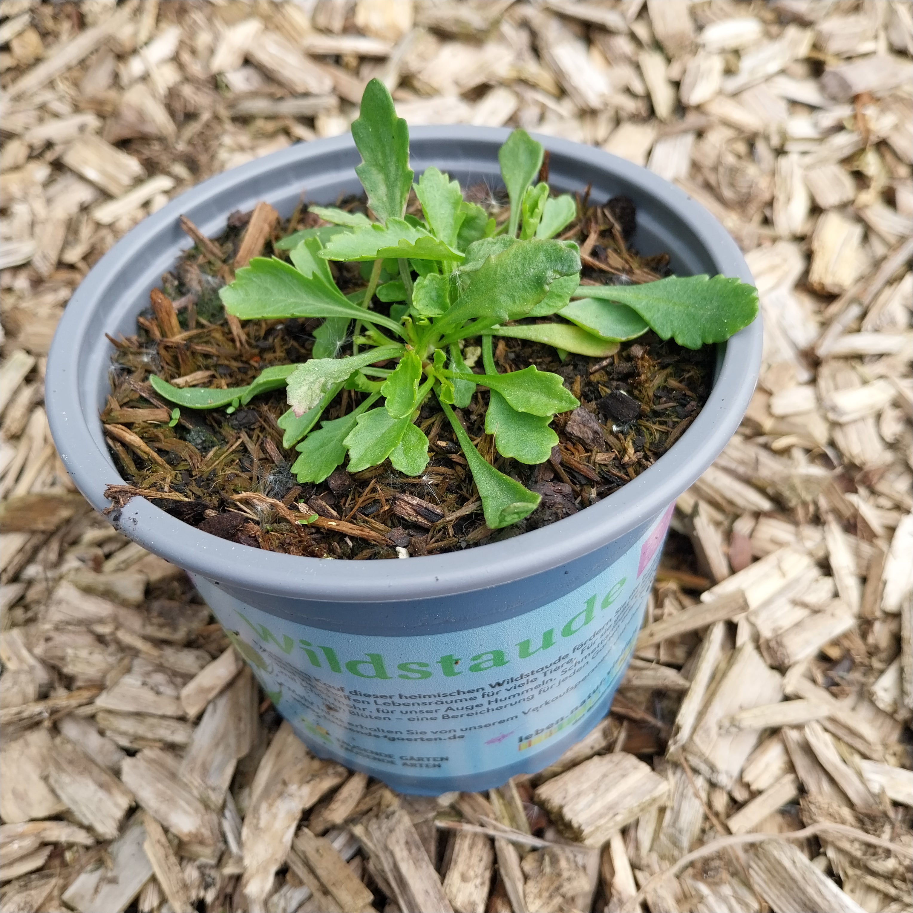 Leucanthemum ircutianum