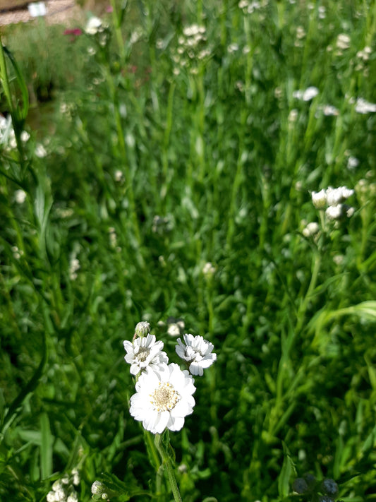 Achillea ptarmica 'The Pearl' Bertrams-Garbe