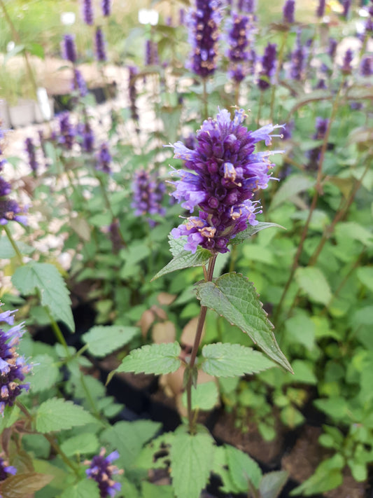 Agastache rugosa 'Black Adder' Duftnessel