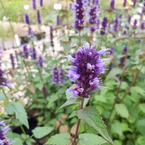 Agastache rugosa ‘Black Adder’