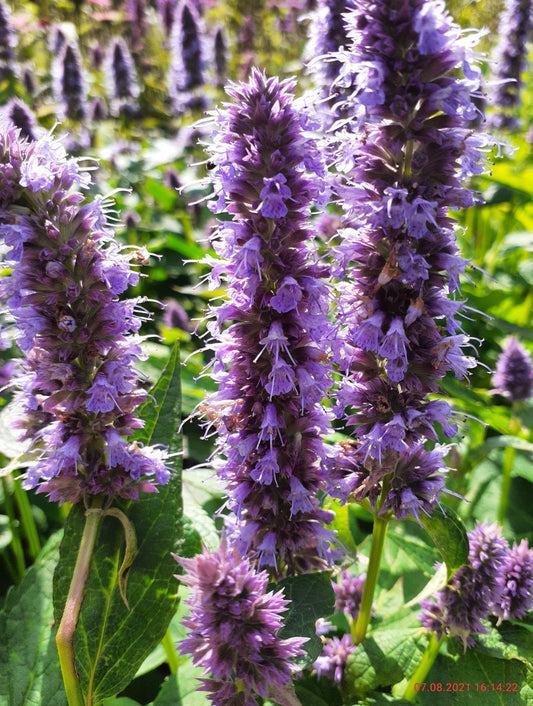 Agastache rugosa 'Blue Fortune' Duftnessel