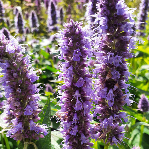 Agastache rugosa ‘Blue Fortune’