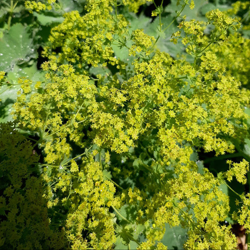 Großblättriger Frauenmantel, Schleier-Frauenmantel