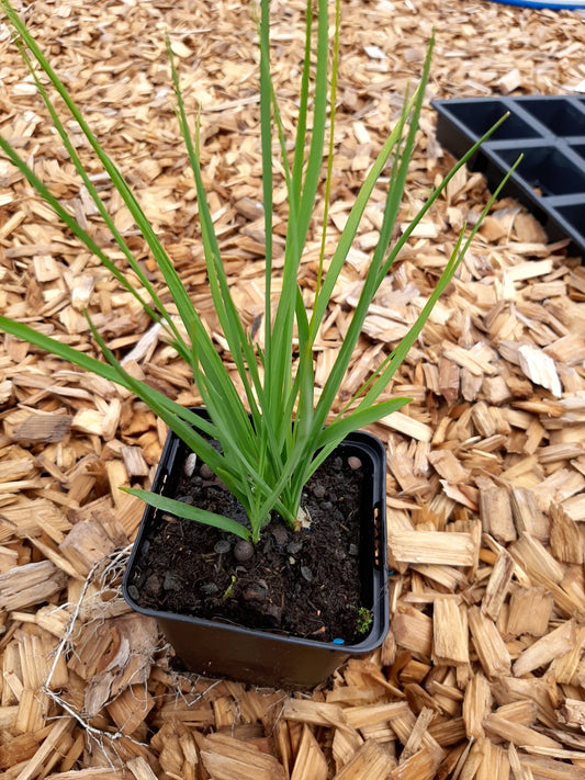 Anthericum ramosum Ästige Graslilie