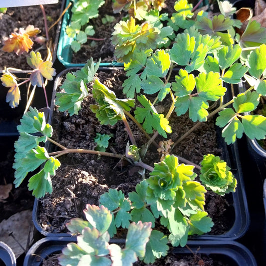 Aquilegia caerulea 'Crimson Star' Akelei