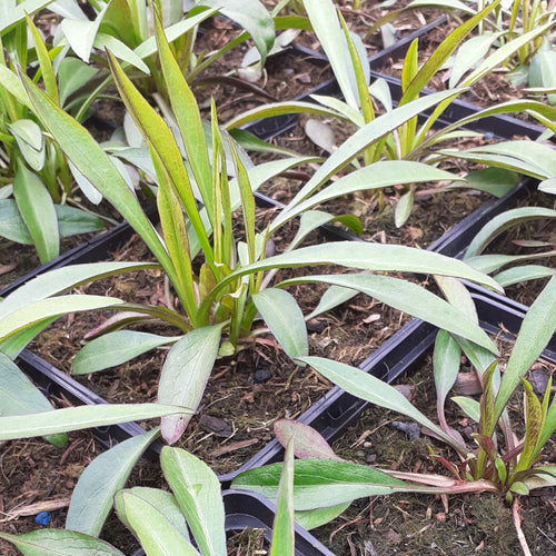 Aster dumosus 'Lady in Blue'