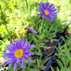 Aster alpinus 'Dunkle Schöne' Niedrige Aster Blüte