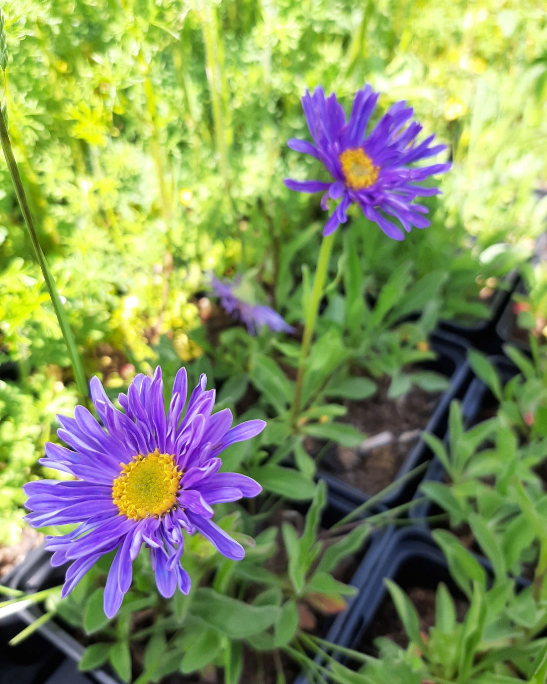 Aster alpinus 'Dunkle Schöne' Niedrige Aster Blüte