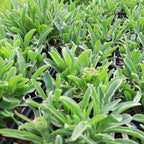 Aster alpinus 'Happy End' Niedrige Aster im Topf