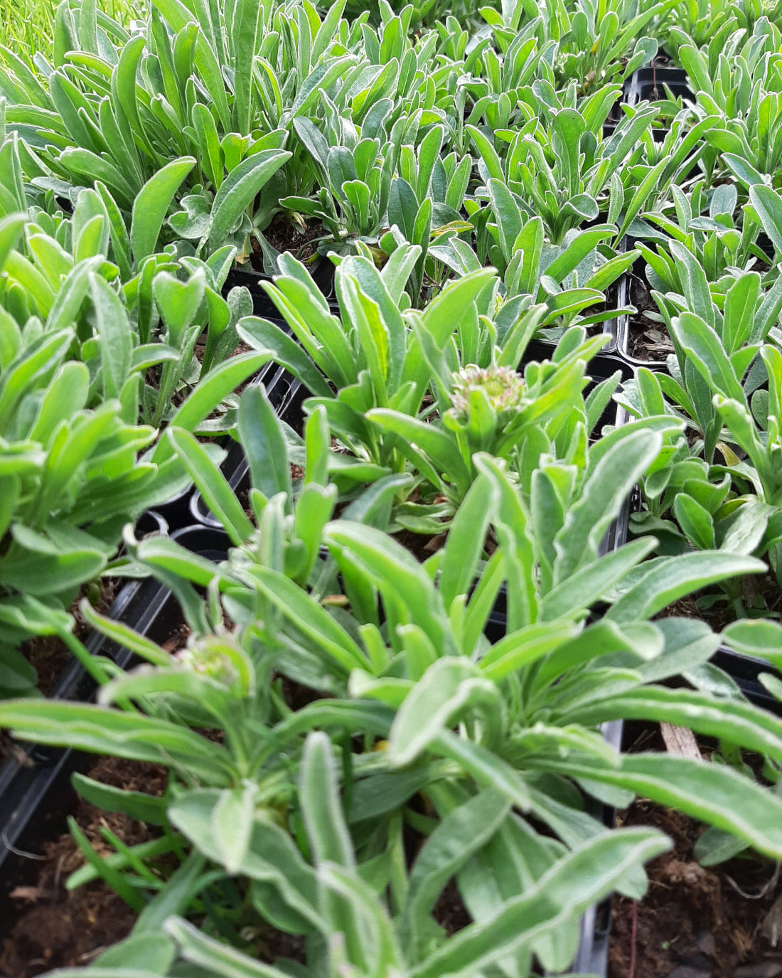 Aster alpinus 'Happy End' Niedrige Aster im Topf