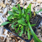 Aster dumosus 'Kristina'