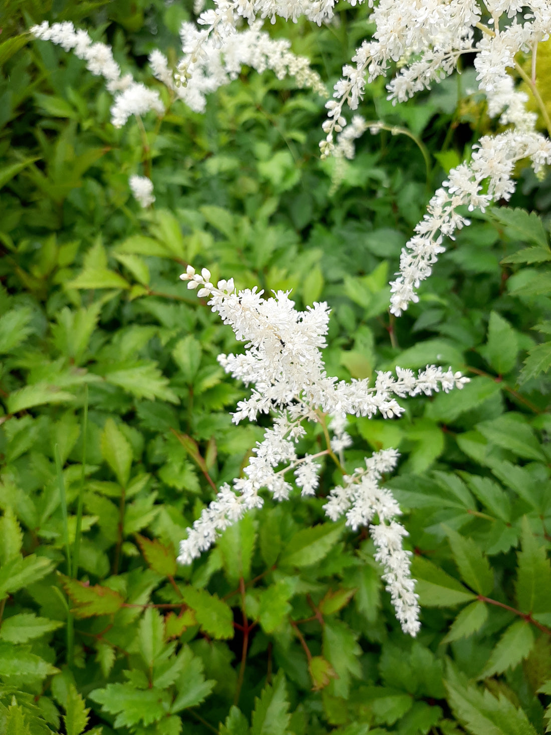 Astilbe × arendsii 'Brautschleier' Garten-Prachtspiere